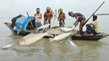 মা ইলিশ রক্ষায় আজ থেকে ২২ দিনের নিষেধাজ্ঞা শুরু