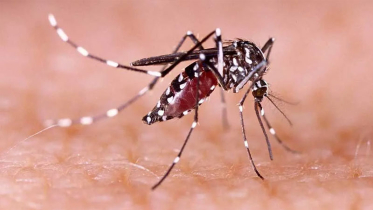 ডেঙ্গুতে আরও ৪ মৃত্যু, হাসপাতালে ভর্তি ১ হাজার ৫১২ জন