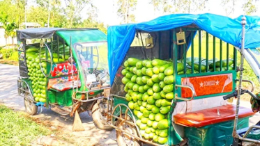 বাম্পার ফলনেও বিপাকে চাষিরা, আটোয়ারীতে লাউ বিক্রি হচ্ছে ১ টাকায়