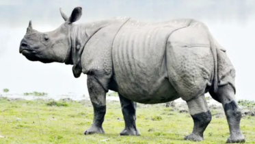 বিশ্ব গন্ডার দিবস আজ