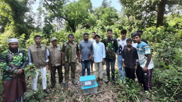 উদ্ধার ১৪ পদ্মগোখরা সাপ কুয়াকাটা বনে অবমুক্ত
