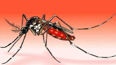 ডেঙ্গুতে ২৪ ঘণ্টায় আরও ৬ মৃত্যু, হাসপাতালে ১ হাজার ৫৯৩