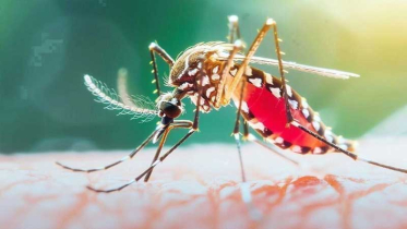 ডেঙ্গুতে ২৪ ঘণ্টায় আরও ৬ মৃত্যু, হাসপাতালে ১,৮৬৮