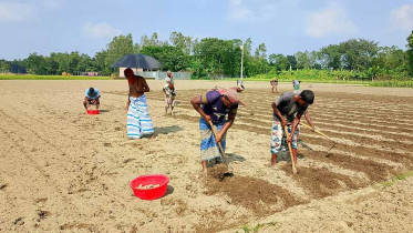 কিশোরগঞ্জে আগাম আলু চাষে ব্যস্ত কৃষক, লাভের আশায় বীজ বপন