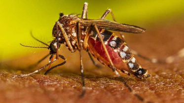 ডেঙ্গুতে ২৪ ঘণ্টায় হাসপাতালে ৭৪৭, মৃত্যু নেই